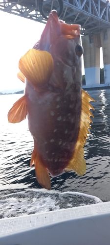 アコウの釣果