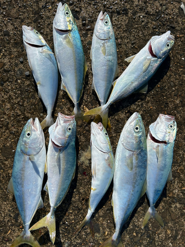 ワカシの釣果