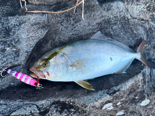 ショゴの釣果