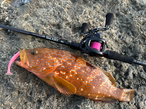 アコウの釣果