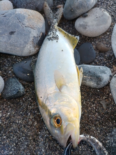 ショゴの釣果