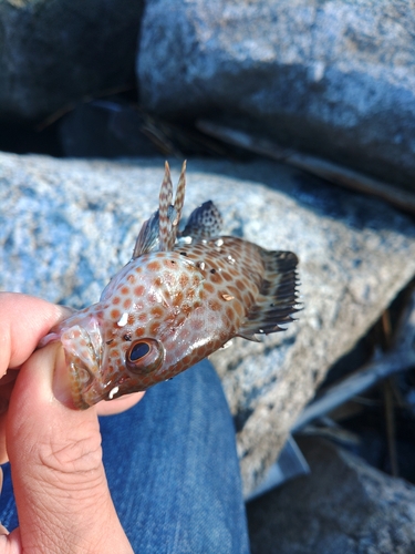 オオモンハタの釣果