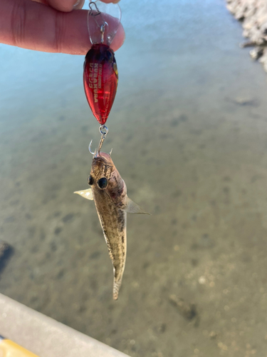 ハゼの釣果