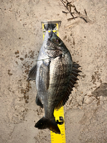 クロダイの釣果