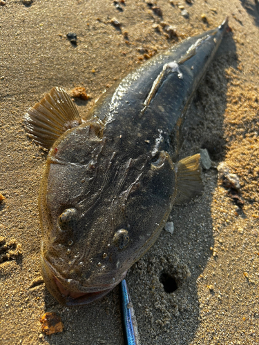 マゴチの釣果