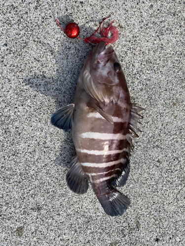 マハタの釣果