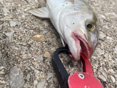 ショゴの釣果