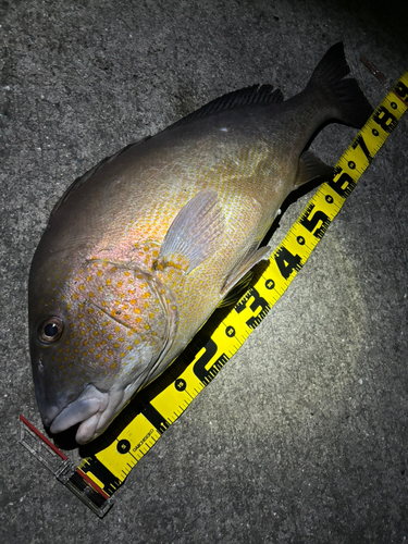 コロダイの釣果