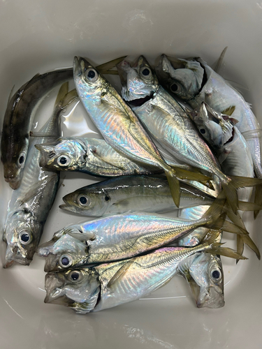 アジの釣果