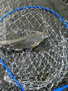 ニゴイの釣果