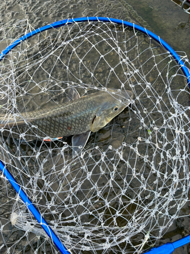 ニゴイの釣果