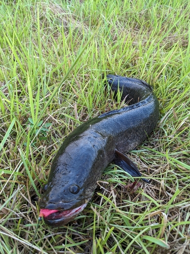 ライギョの釣果