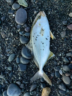 ショゴの釣果