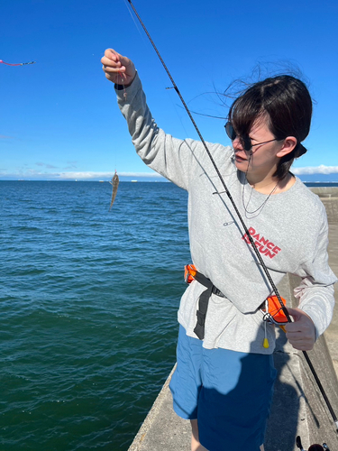 マハゼの釣果