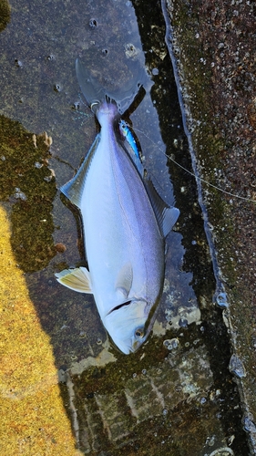 ツバスの釣果