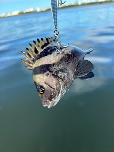 コショウダイの釣果