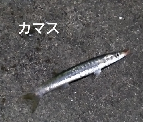 カマスの釣果