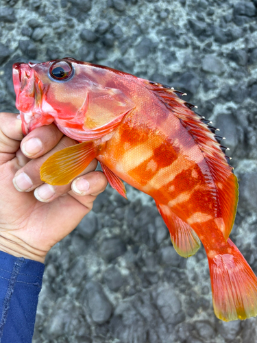 アカハタの釣果