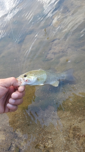 スモールマウスバスの釣果