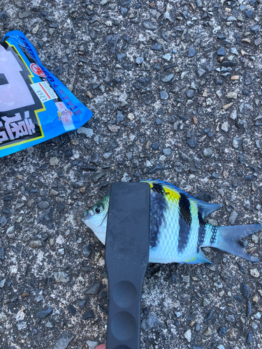 オヤビッチャの釣果