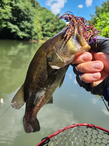 ブラックバスの釣果