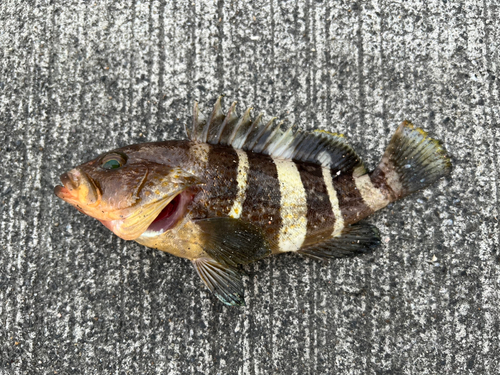 アオハタの釣果