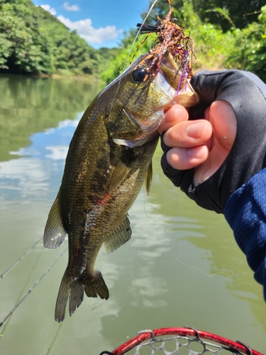 ブラックバスの釣果