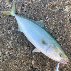 イナダの釣果