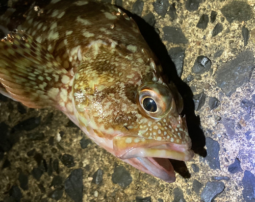 ガシラの釣果