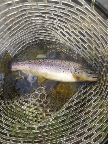 ブラウントラウトの釣果