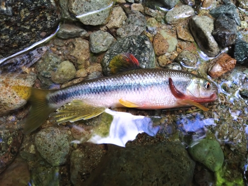 カワムツの釣果