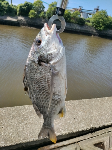 キビレの釣果