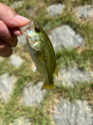 ラージマウスバスの釣果