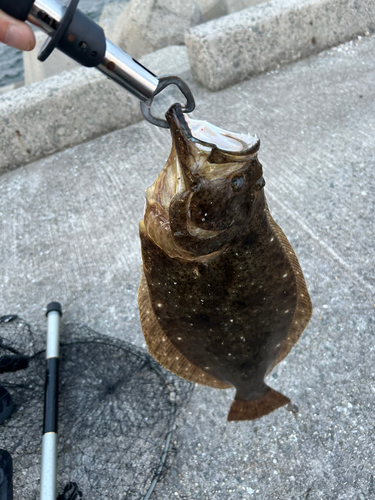 ヒラメの釣果