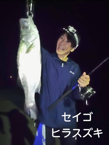 セイゴ（ヒラスズキ）の釣果