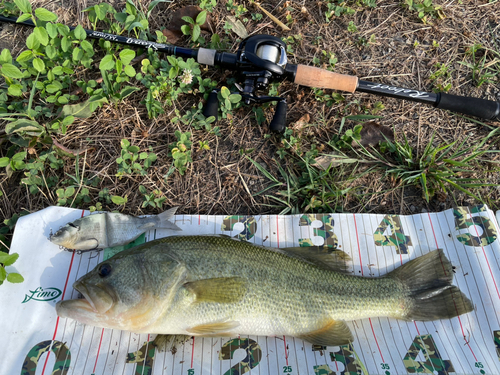 ブラックバスの釣果