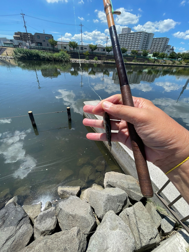 マハゼの釣果