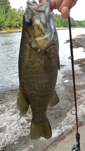 スモールマウスバスの釣果