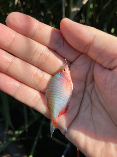 タイリクバラタナゴの釣果