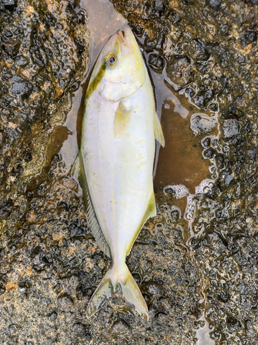 ショゴの釣果