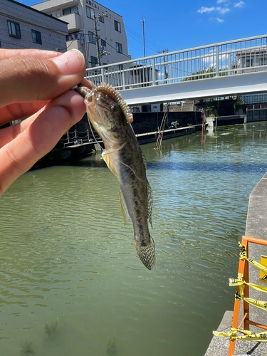 ハゼの釣果