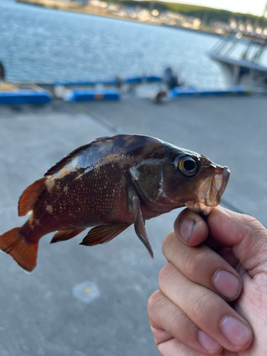 メバルの釣果