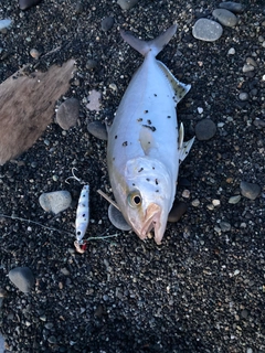 ショゴの釣果