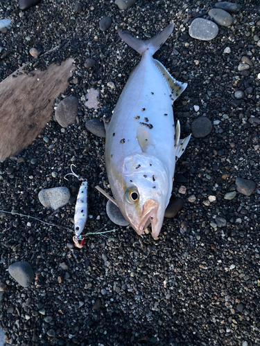 ショゴの釣果