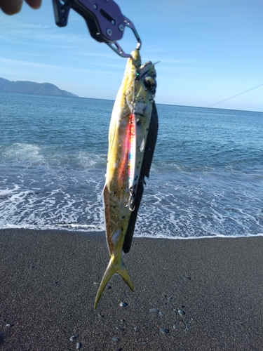 シイラの釣果