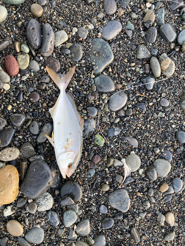 ショゴの釣果