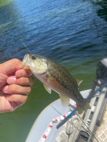 ラージマウスバスの釣果