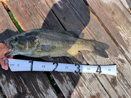 スモールマウスバスの釣果