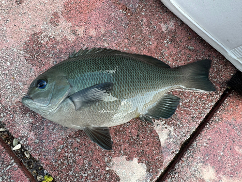 グレの釣果