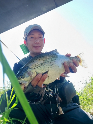 レインボートラウトの釣果